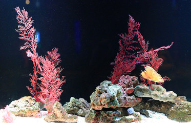 Wall Mural - Leaf Scorpionfish (Taenianotus triacanthus) swimming in aquarium tank.