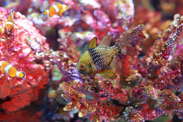 Wall Mural - Beautiful Coral reef fish underwater in aquarium tank.