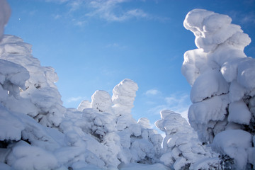 tree in snow