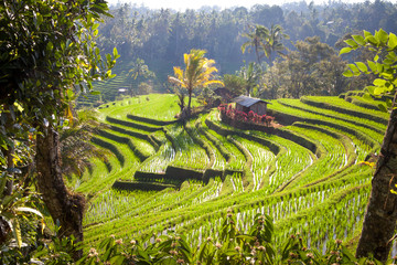 Wall Mural - scenic view of balinese rice terraces and volcano in bali indonesia