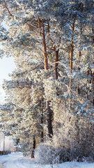 Wall Mural - winter forest with frost