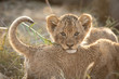 Small African Lion cub, Kruger Park, South Africa