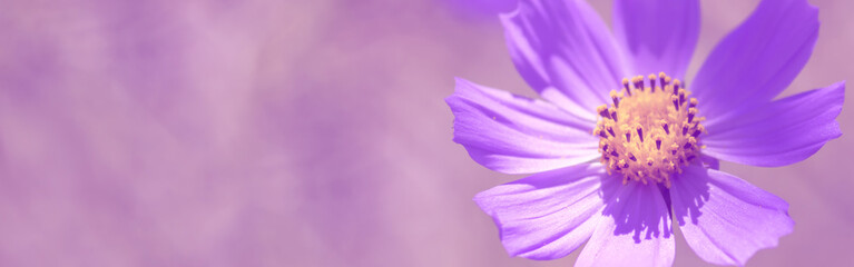 Wall Mural - purple beautiful flower on a beautiful toned blurred background, border. delicate floral background,