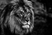 Portrait Of A Lion In Black And White