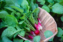 Basket Of Red Radish Free Stock Photo - Public Domain Pictures