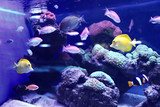 Fototapeta  - Different tropical fishes swimming in aquarium water