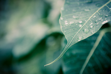 Wall Mural - Beautiful Water drops on fresh green leaf after rain.