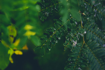 Wall Mural - Beautiful Water drops on fresh green leaf after rain.