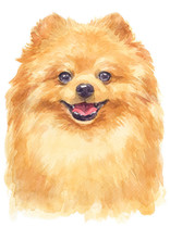 Water Colour Painting Of Pomeranian 134