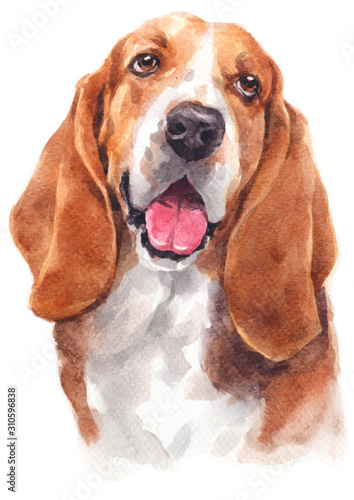 Fotografía Water colour painting of Basset Hound 147