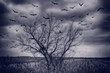 Dark drama sky with birds
