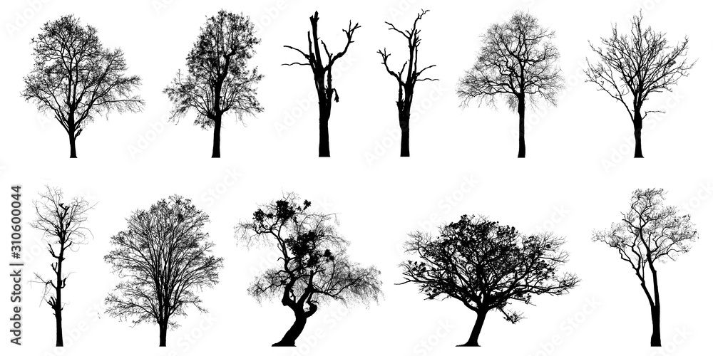 A large tree shadow that is completely isolated on a white background ...
