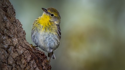 Wall Mural - Pine Warbler