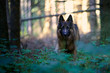 Altdeutscher Schäferhund im Wald