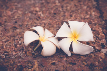 Canvas Print - Frangipani flowers on Laterite stone Vintage tone