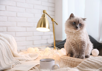 Sticker - Birman cat at home, space for text. Cute pet