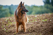 Altdeutscher Schäferhund auf einem Feld