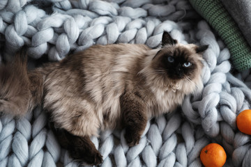 Cute Balinese cat on plaid at home, top view. Fluffy pet