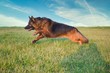Altdeutscher Schäferhund rennt auf einem Feld