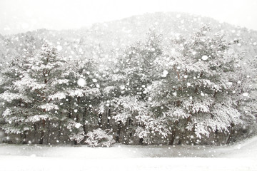 eautiful winter landscape with snow covered trees in Seoraksan Mountain, South Korea. Merry Christmas and happy New Year greeting background with copy-space. 