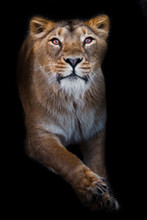 In The Dark Pulls Paws.  Predatory Interest Of  Big Cat Portrait Of A Muzzle Of A Curious Peppy Lioness Close-up