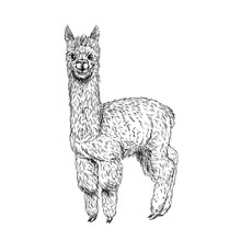 Cute Llama, Alpaca, Ink Sketch, Hand Drawn