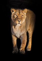 Wall Mural - In the dark In the dark Calm and confident steps forward.  peppy powerful yellow lioness is walking.. isolated black background.