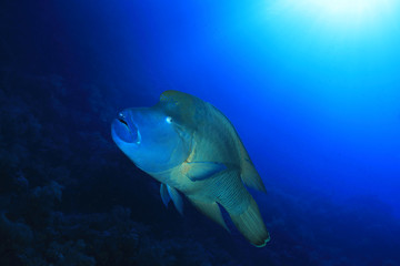 Wall Mural - Humphead wrasse fish