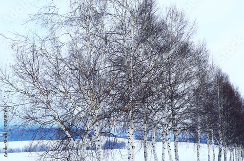 北海道の雪景色 Stock Photo Adobe Stock 北海道の雪景色 Stock Photo Adobe Stock