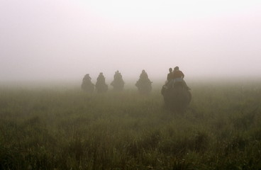 Early Morning Elephant ride in Kaziranga, Assam, India