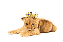 Cute Lion Cub In Golden Crown Isolated On White