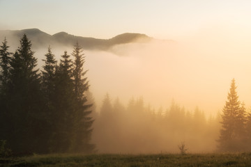 Wall Mural - Beautiful foggy landscape in the mountains. Fantastic morning glowing by sunlight.