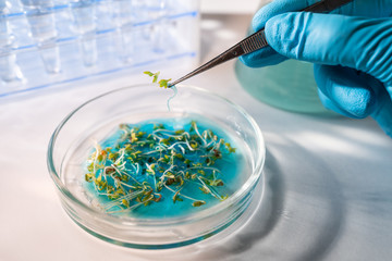 Scientist working with gmo plants and seeds in biological laboratory.