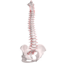 Human Spine Anatomy. Skeletal Human Spine And Vertebral Column Or Intervertebral Discs. Detailed Spine With Intervertebral Discs - Clipping Path. Isolated On White Background.