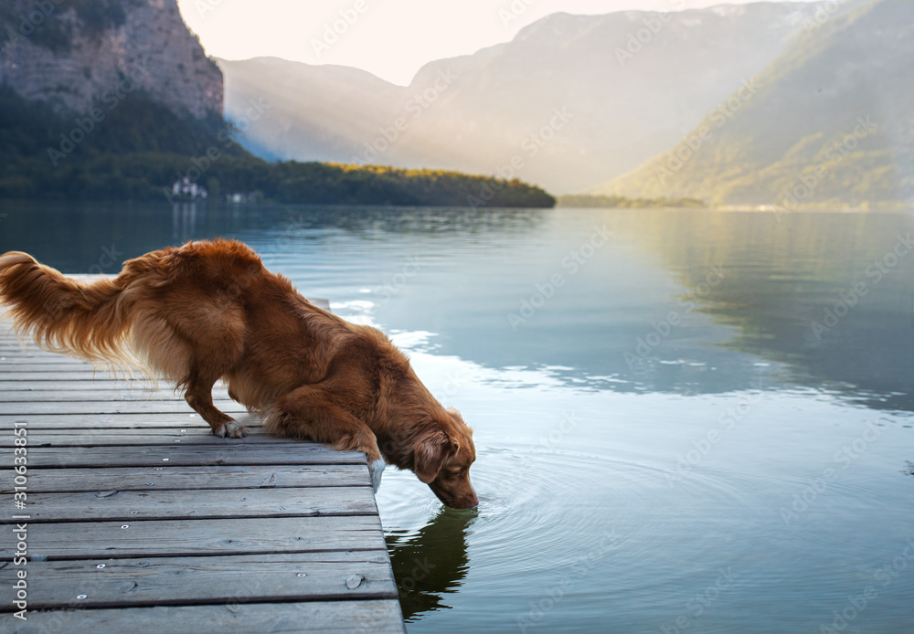dog on a journey. Nova Scotia retriever by a mountain lake on a wooden bridge. A trip with a pet to nature - obrazy, fototapety, plakaty 