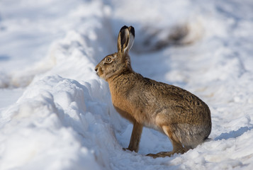 Wall Mural - Gray wild rabbit (hare) in his natural habitat, in a cold winter day