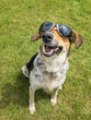 Happy mixed-breed dog wearing black sunglasses looking on sun between clouds in the sky while sitting on a green lawn