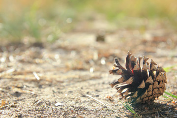 Wall Mural - Brown cone of pine-tree is lying on the ground on the brown-green background in day sunlight