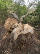 Tronc d'arbre rongé par un castor