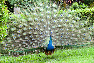 Wall Mural - Chai nat Thailand December 26 2019 see birds at Chai NAT Bird Park is a place of chainat province. Bird cage is the biggest in Asia, covering an area of 26 hectares and contains various species birds.