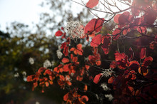 Red Leaves Of Cotinus