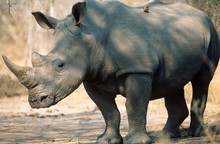 Black Rhinoceros (Ceratotherium Simum)