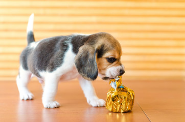 beagle puppy