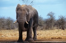 African Elephant (Loxodonta Africana) Squirting Mud On Savannah