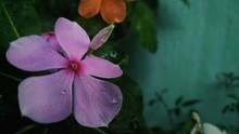 Closeup Shot Of A Pink Periwinkle Flower With Green Leaves