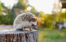 Hedgehog In Forest