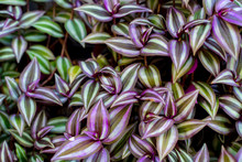 Tradescantia Zebrina (Silver Inch Plant, Silvery Wandering Jew) Leaf Background Has Zebra-patterned Leaves. Purple And Green Leaves Background.
