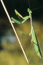 Praying Mantis Climbing Twig