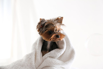  Cute Yorkshire terrier wrapped in towel on light background