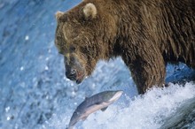 Grizzly Bear Swimming With Fish In Mouth